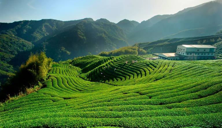 torsa-tea-garden.jpg