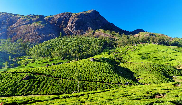 tea-plantation-valley-in-munnar-kerala-india.jpg