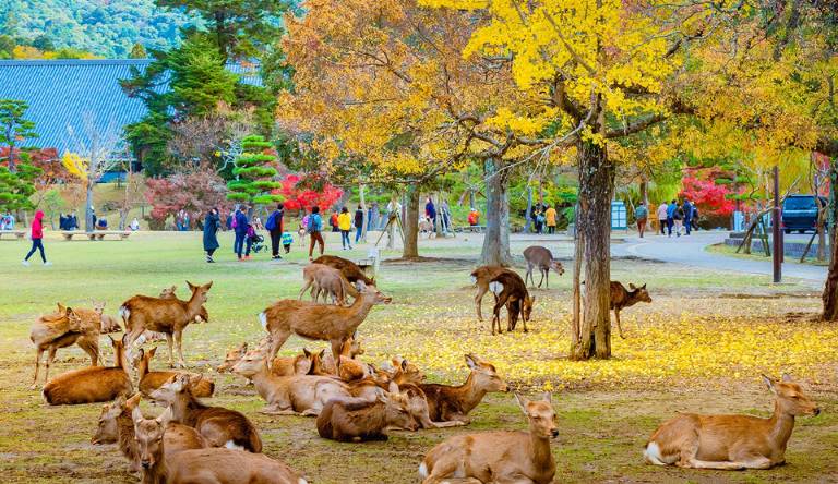 Nara-deer-park.jpg