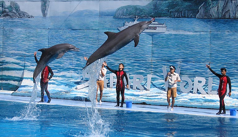 dolphin-show-safari-world-bangkok-thailand.jpg